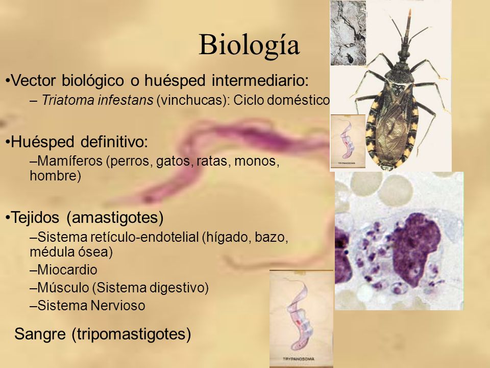 tripanosomiasis americana en perros